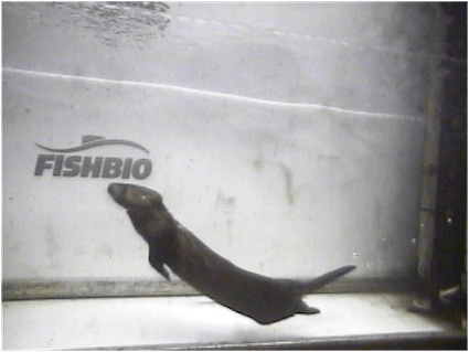 river-otter_sm