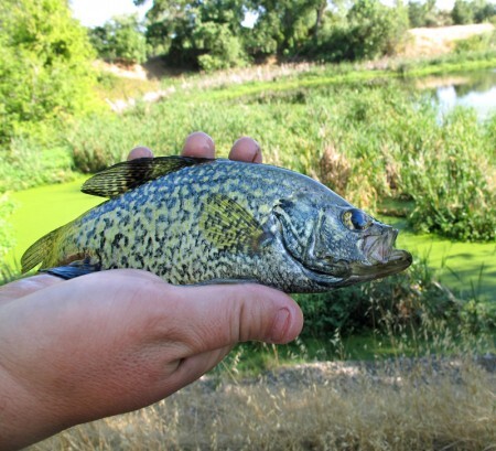 black crappie predator