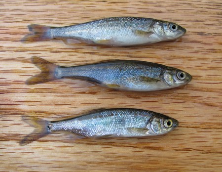 identifying three minnows