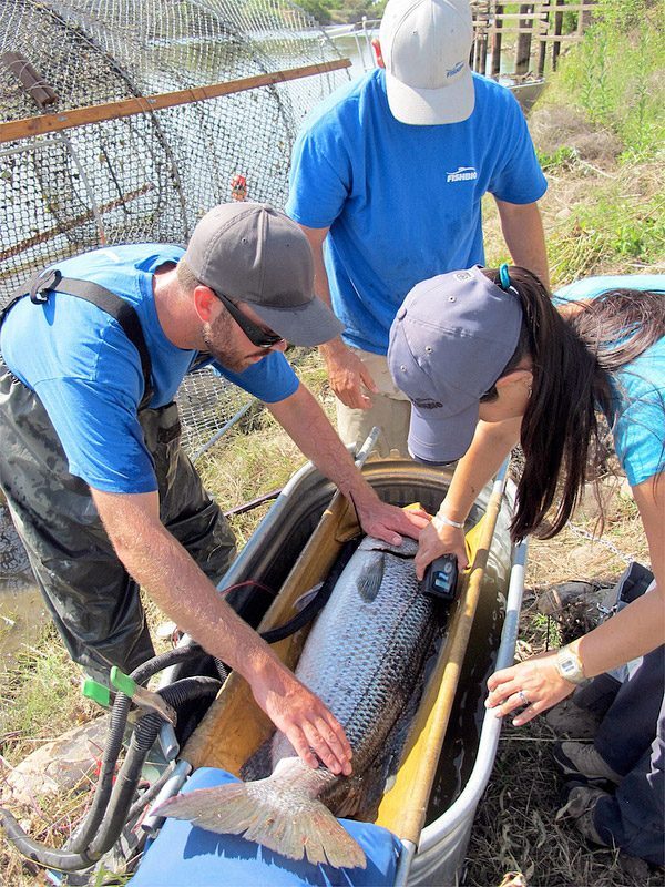Scanning striped bass for PIT tags