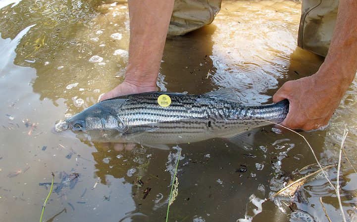 Tagged striped bass