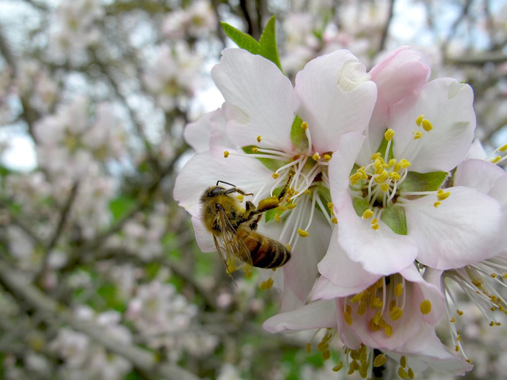 Honeybee on almond blossom