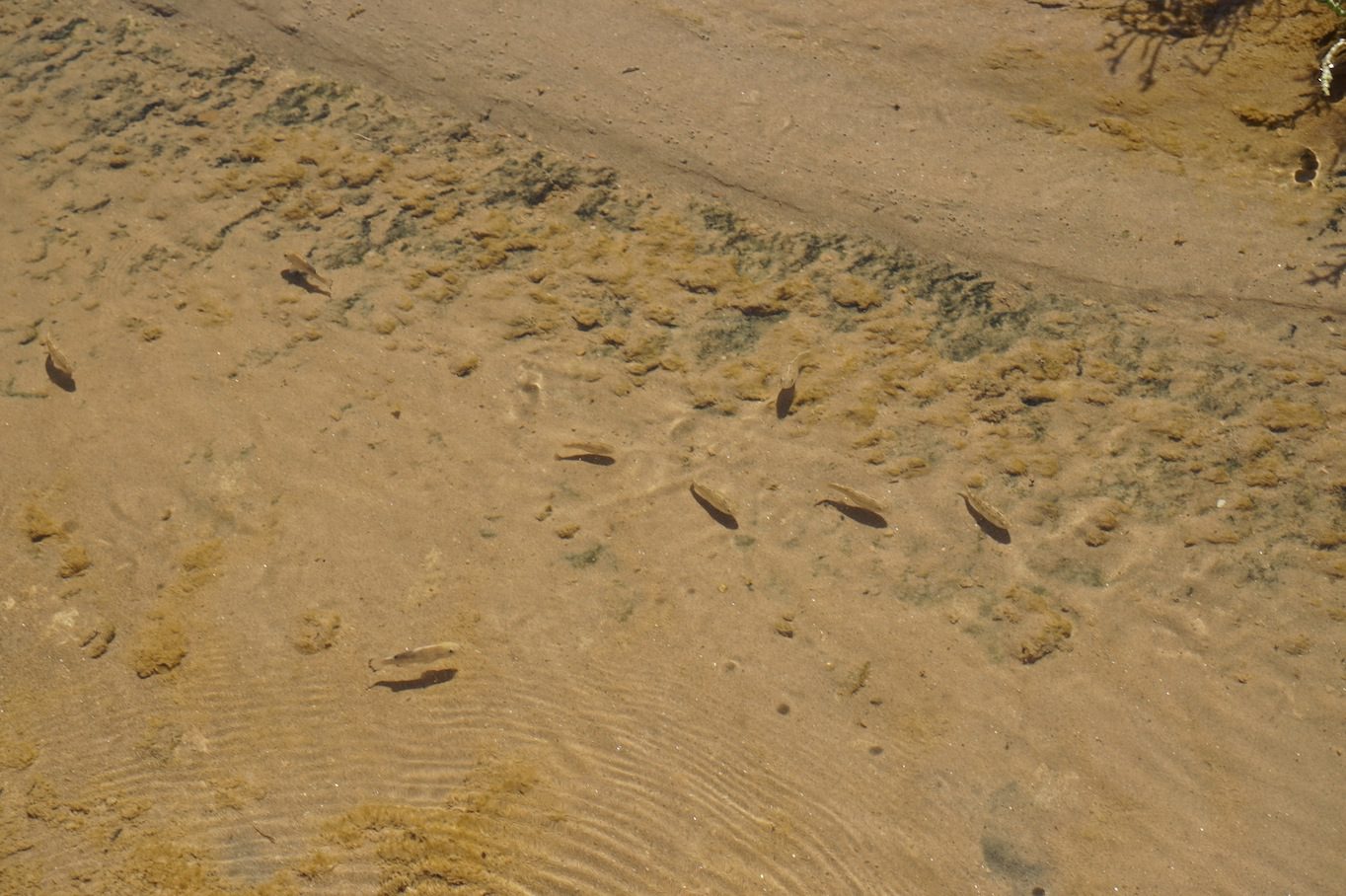 Group of pupfish
