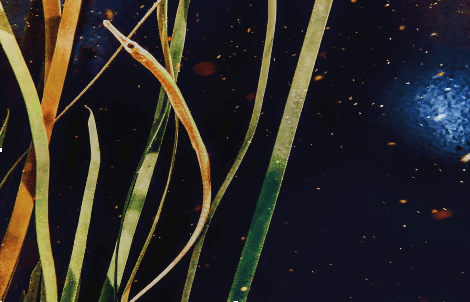 Bay Pipefish