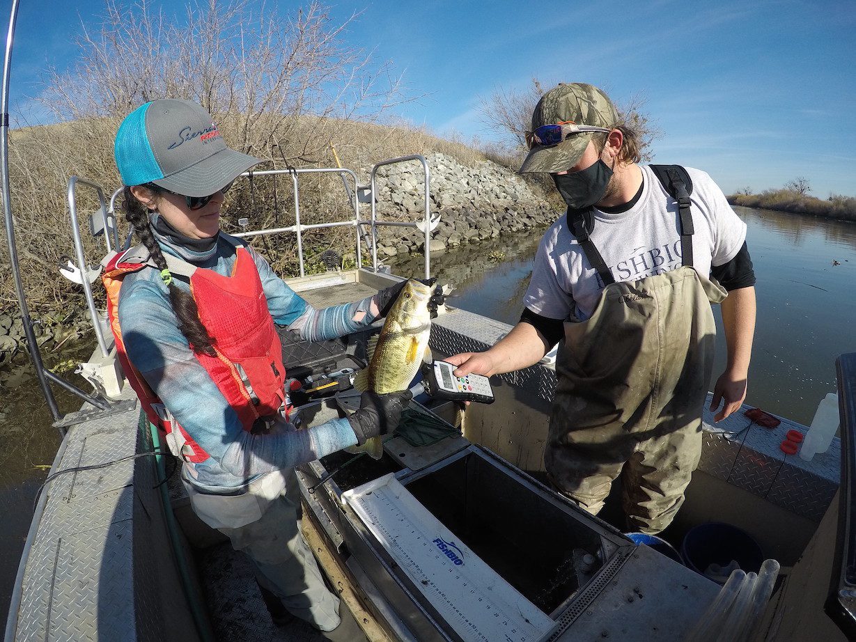 Scanning a bass for PIT tags