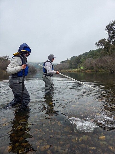 Salmon at our feet