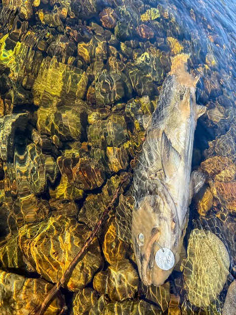 Salmon Carcass with a Jaw-tag