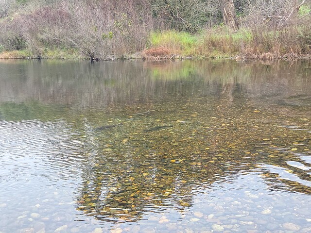 Salmon Redd