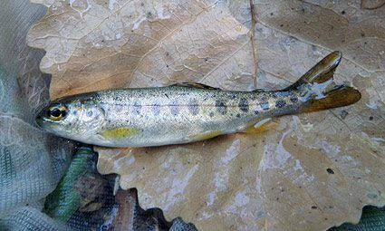 central-valley-rainbow-trout