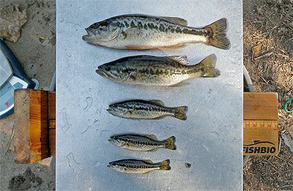 measuring varying sizes of black bass