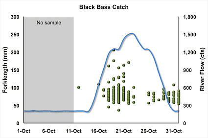 black-bass-catch