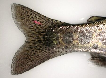 marking the caudal fin of a rainbow trout