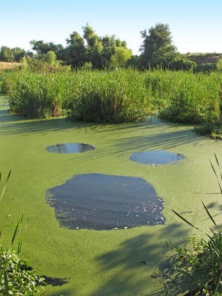 duck weed on pond