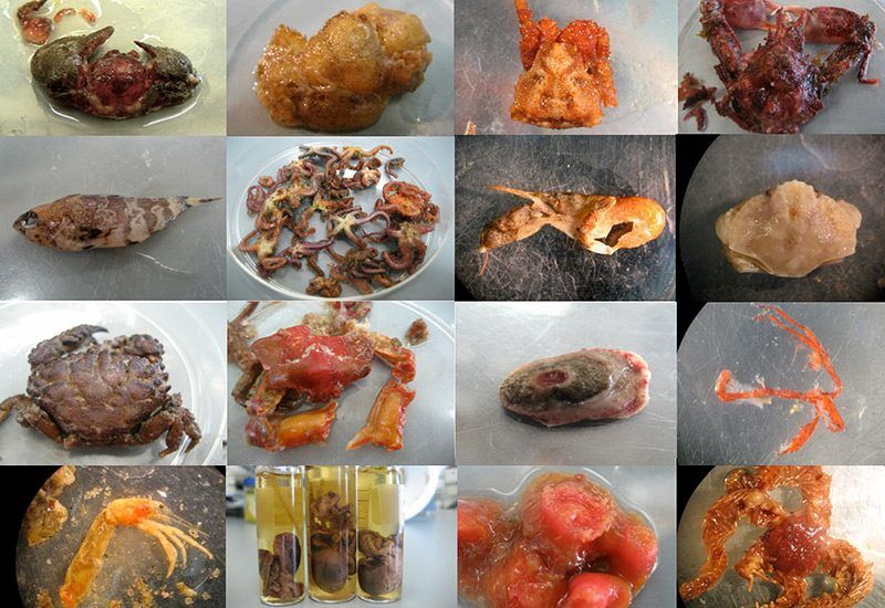 gopher rockfish prey