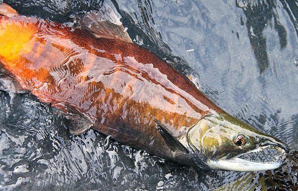 Salmon navigate by magnetic field