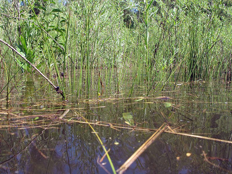 Dense vegetation in a seasonal thicket