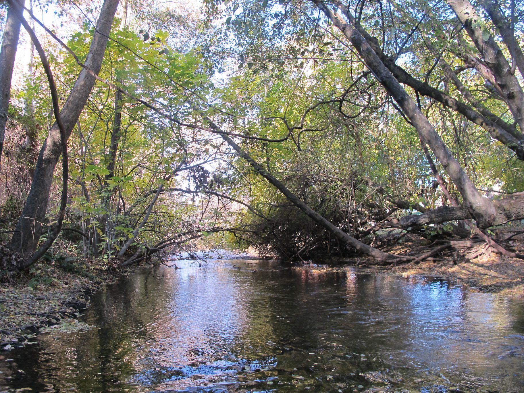 Bidwell Park 