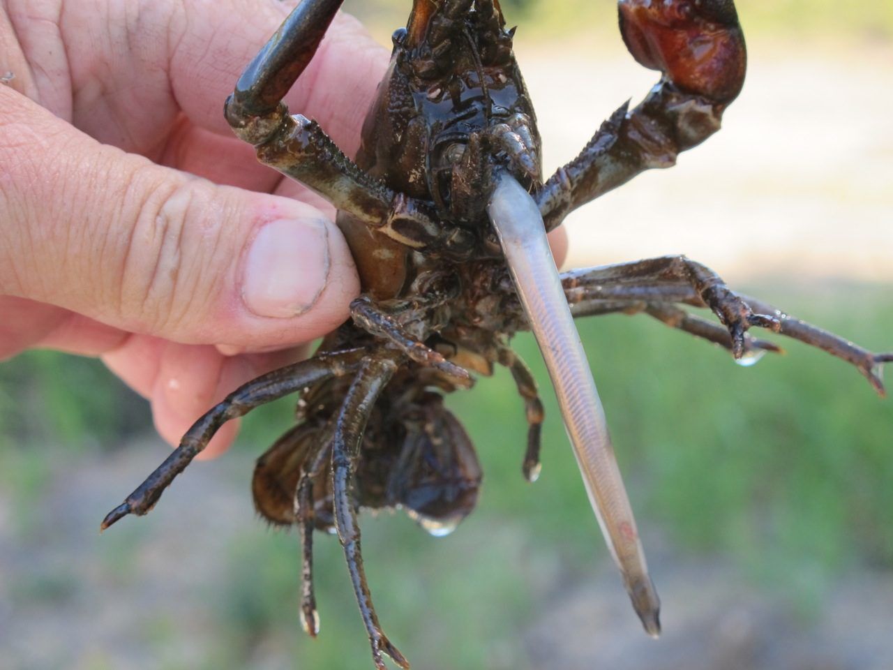 Crayfish eating a lamprey