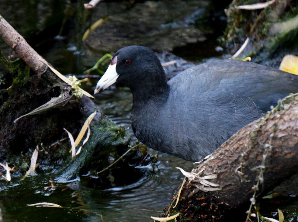 American coot