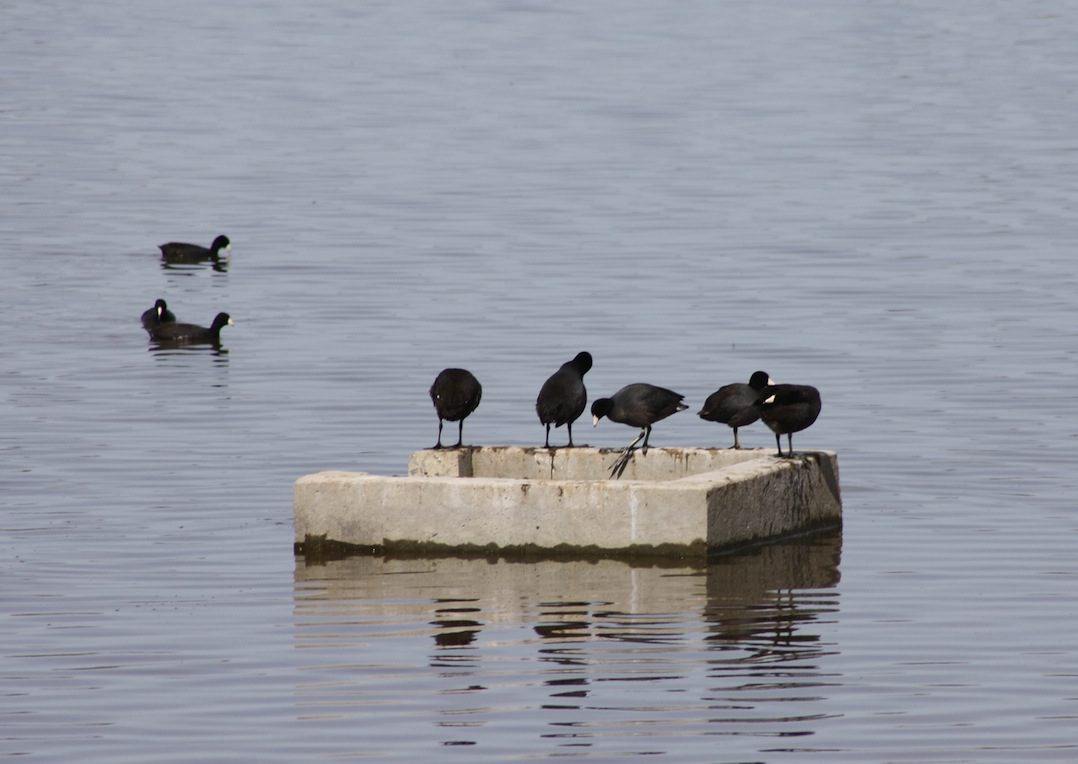 American coots