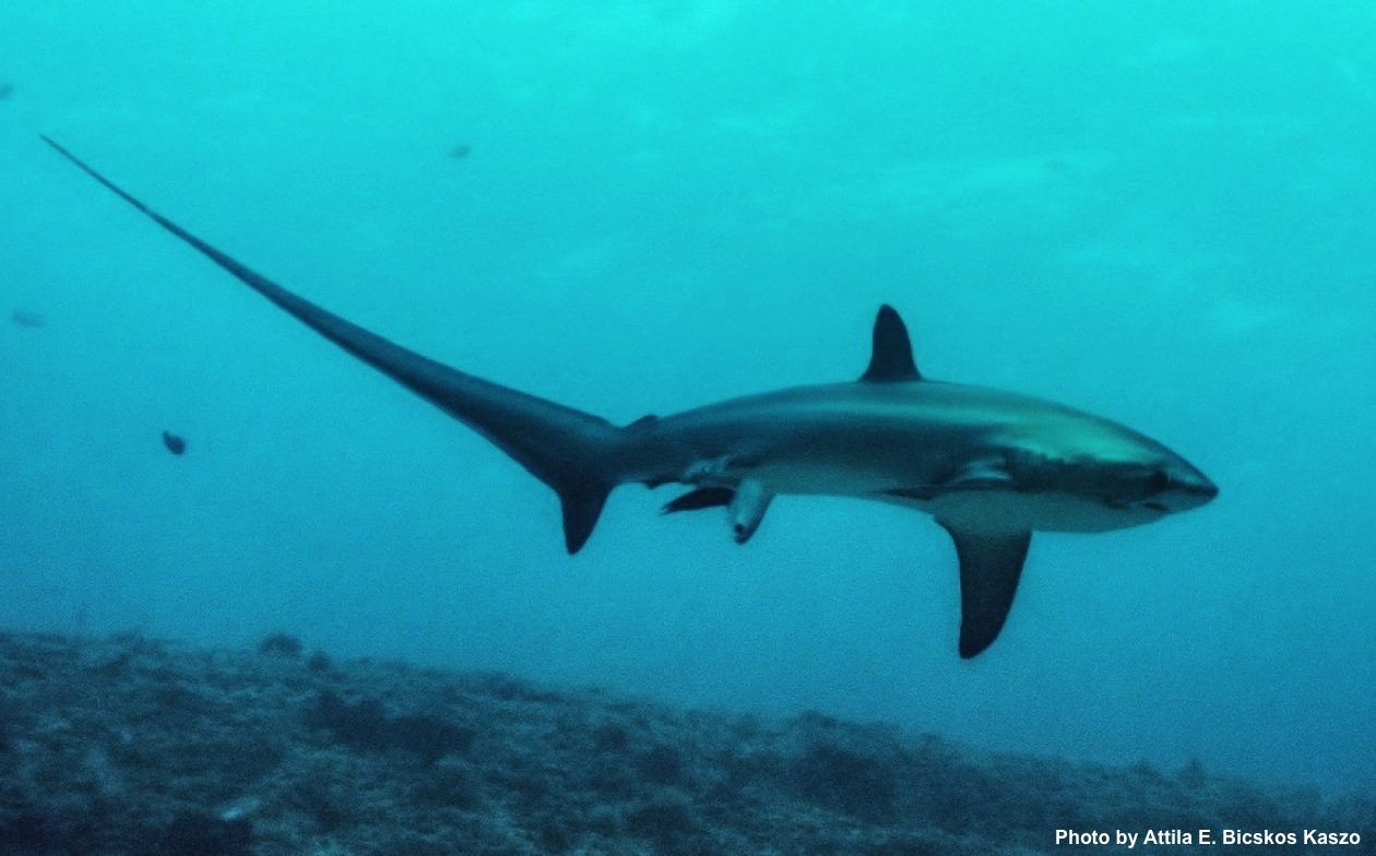 Thresher shark birth