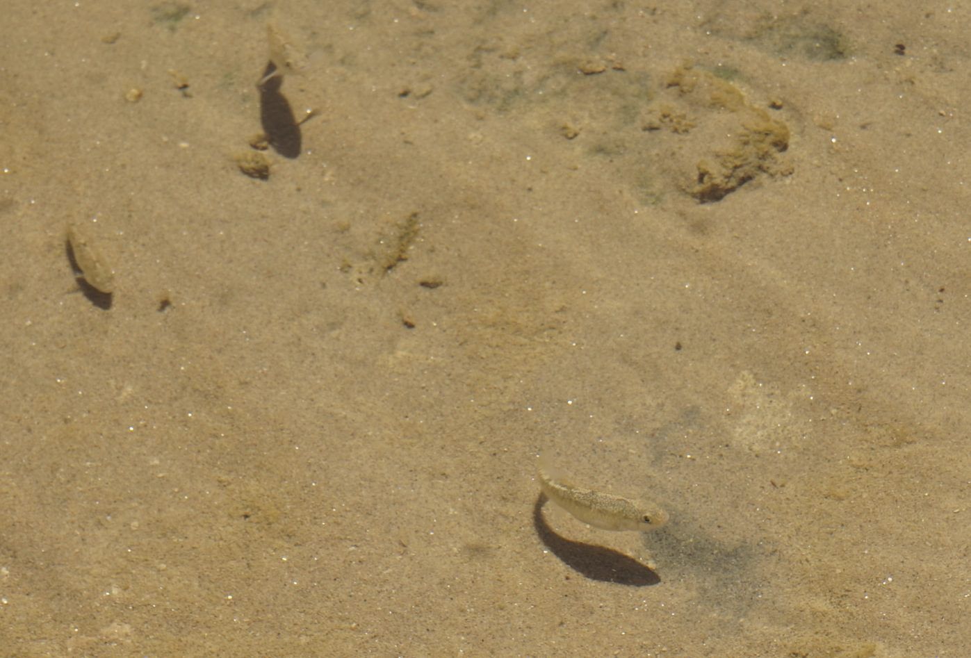 Female pupfish