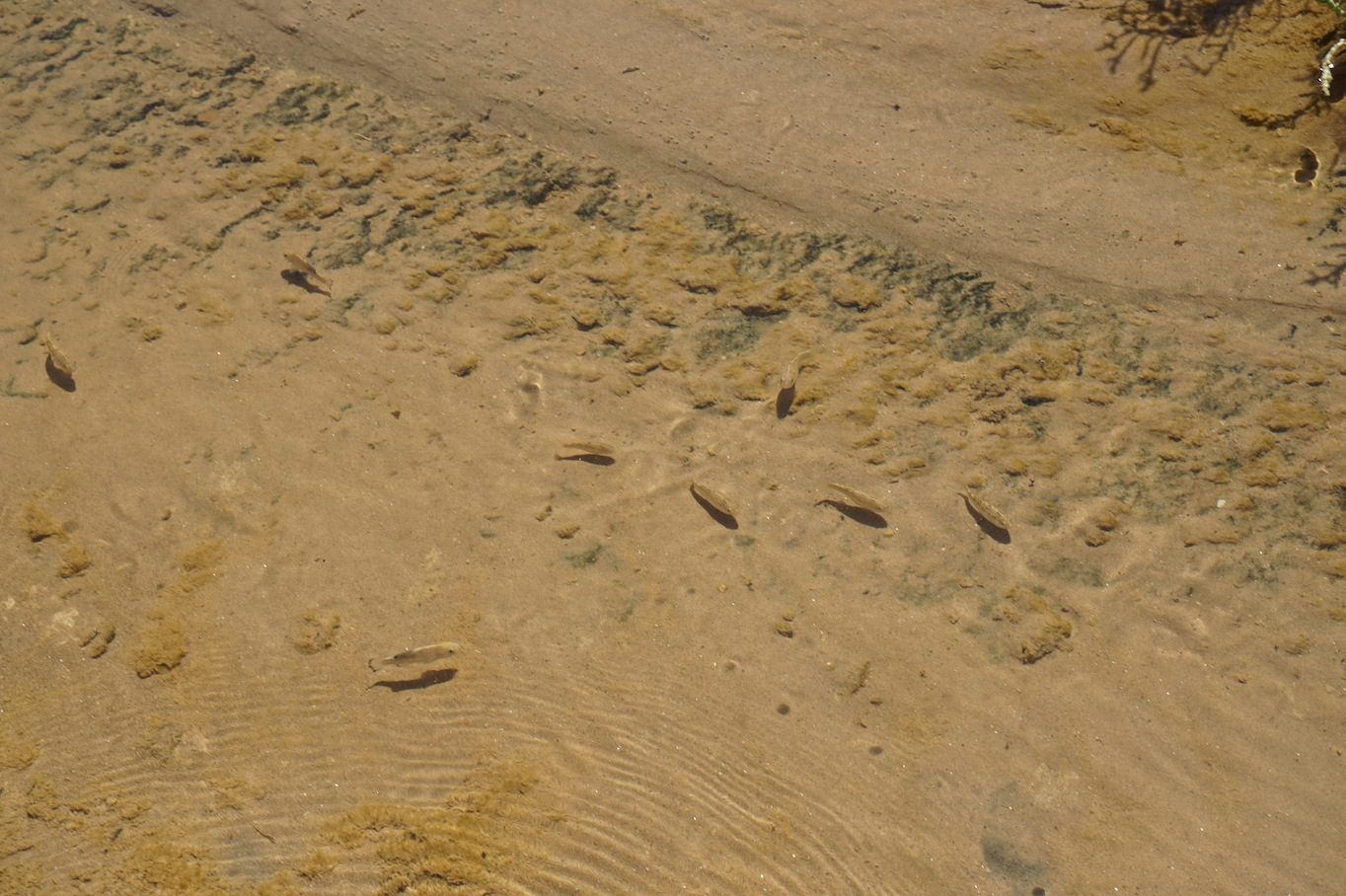 Group of pupfish