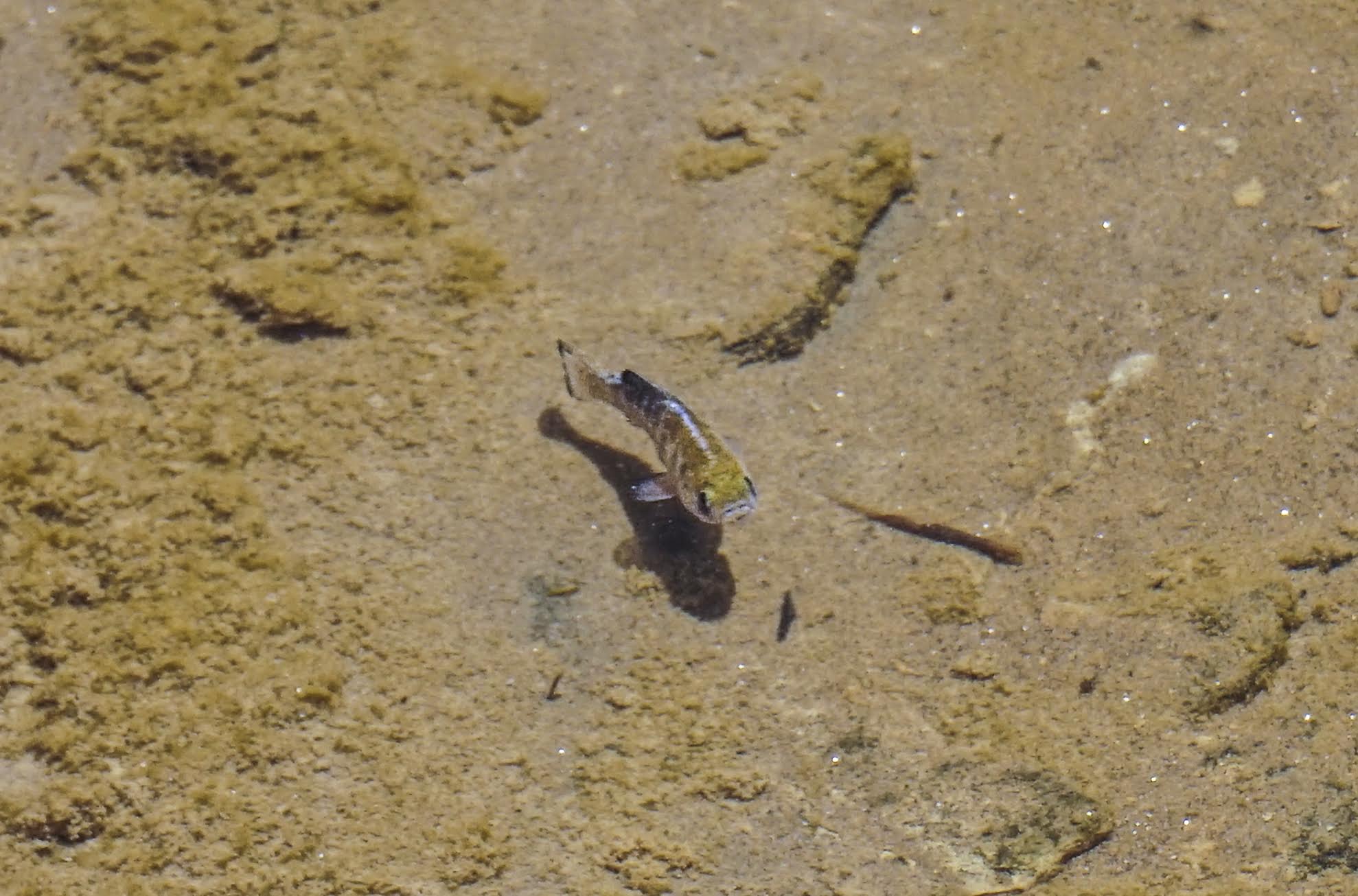 Male Pupfish