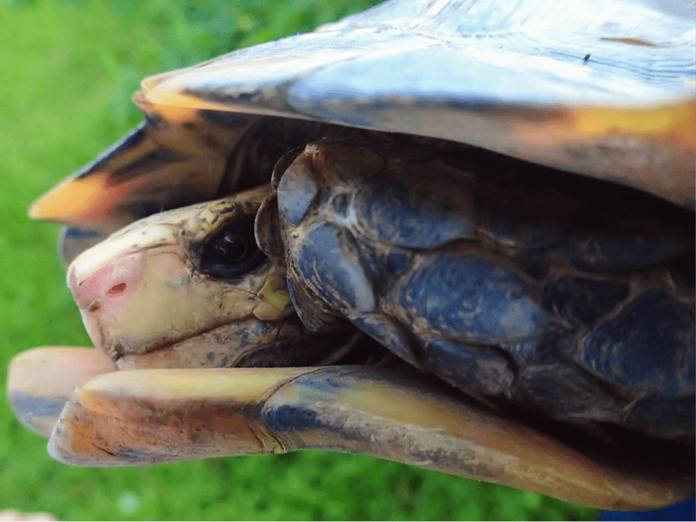 Shy tortoise