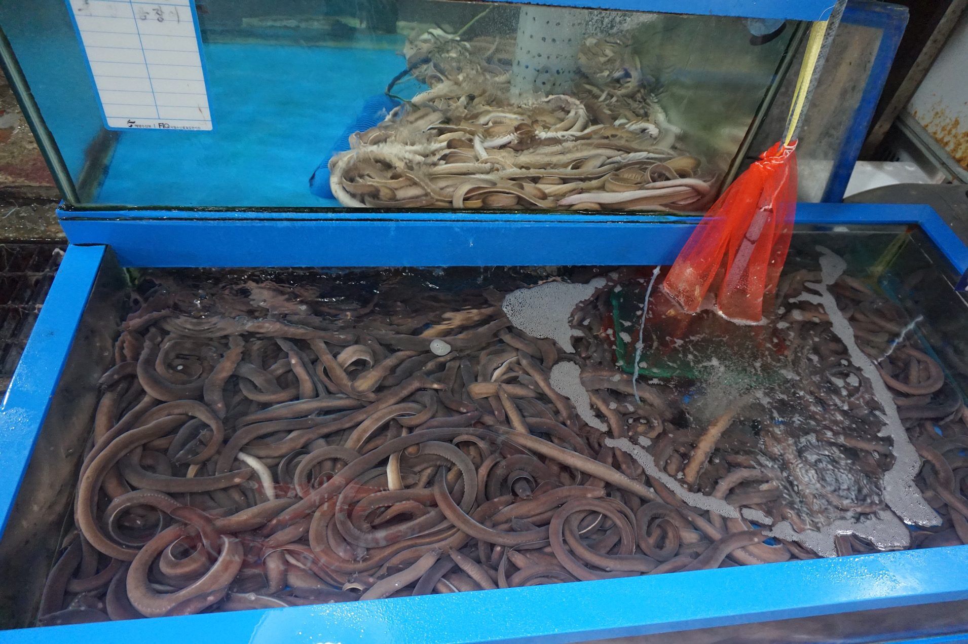 tank-of-hagfish