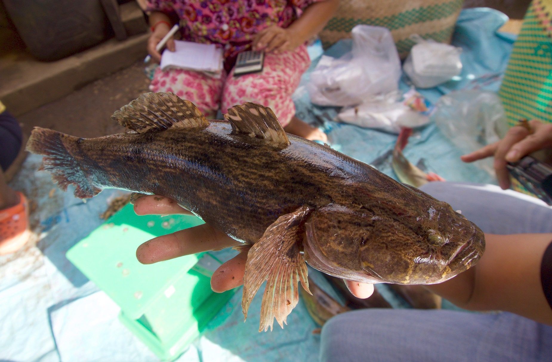 Holding marbled goby