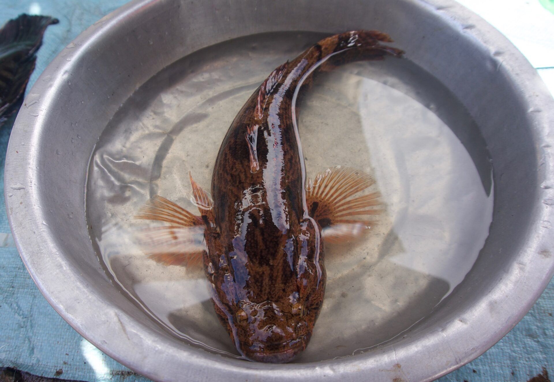 Marbled goby in dish