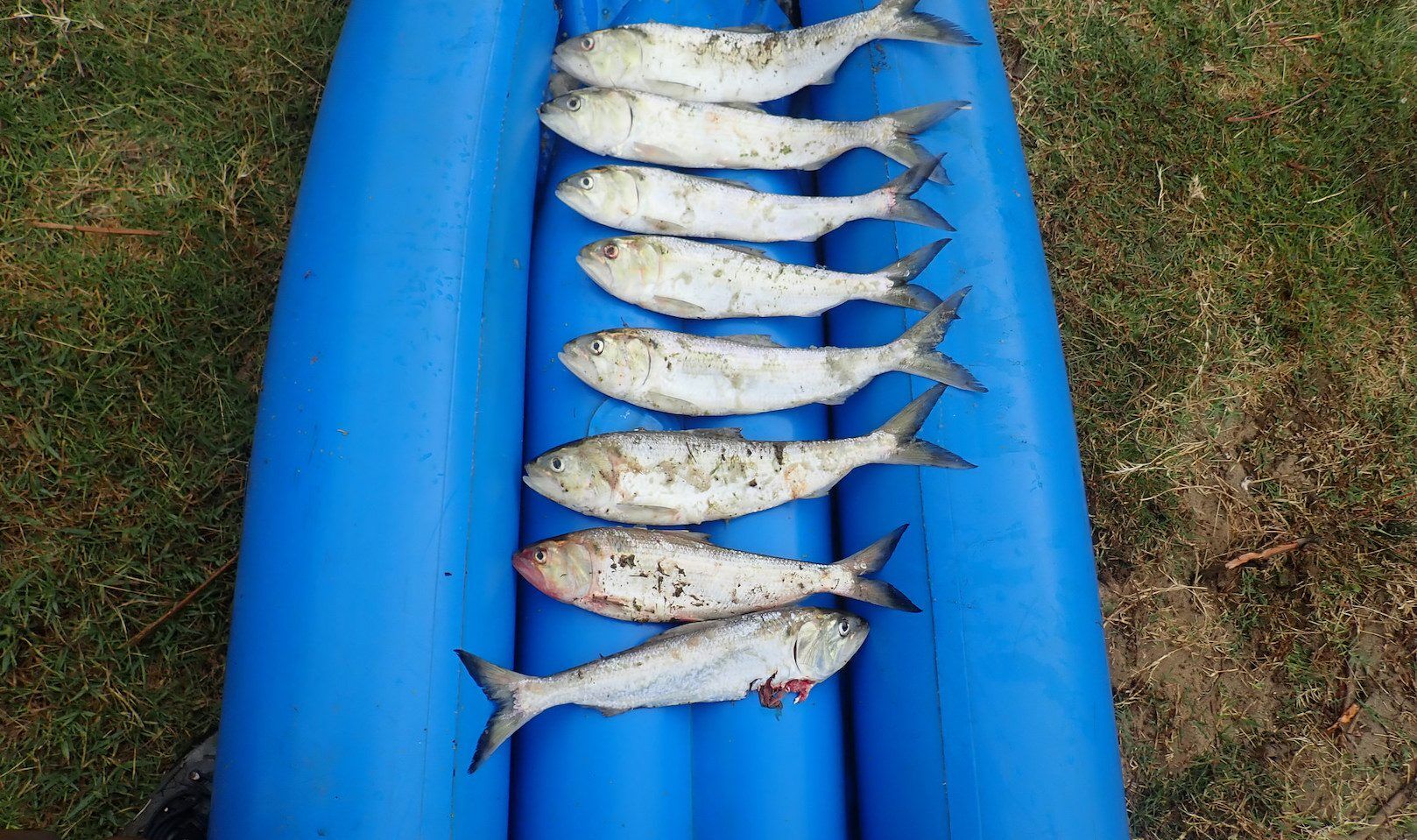 San Joaquin Basin Shad