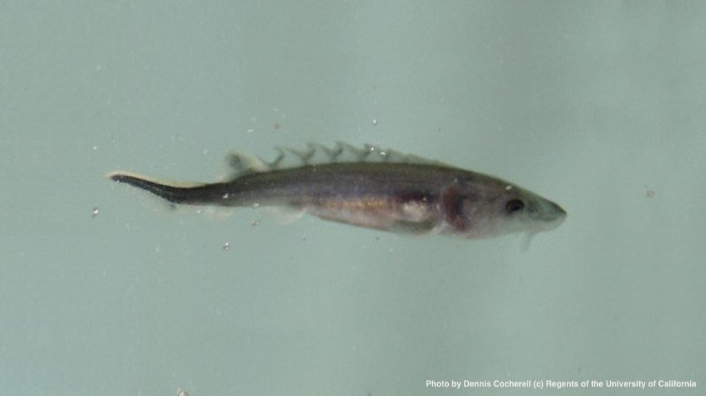 Green Sturgeon larvae