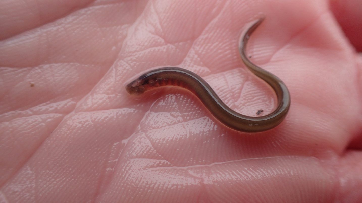 Lamprey ammocoete