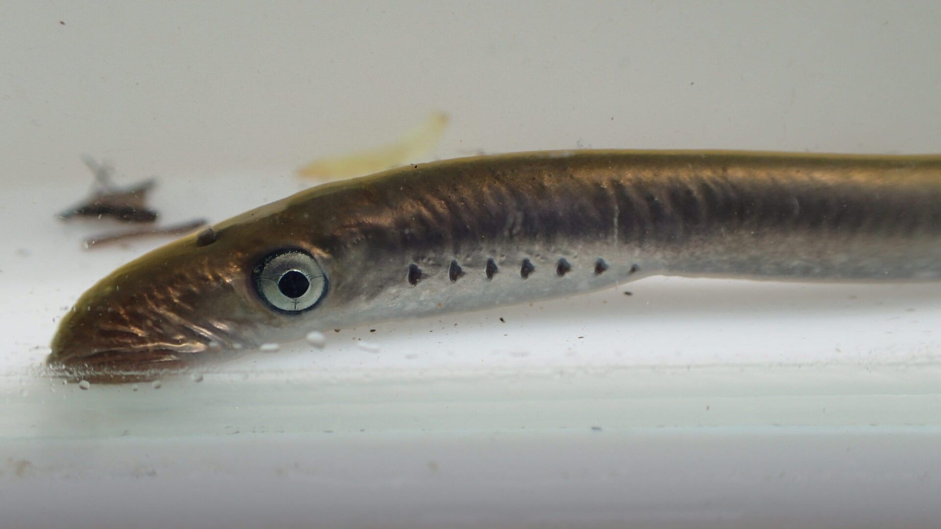 juvenile lamprey