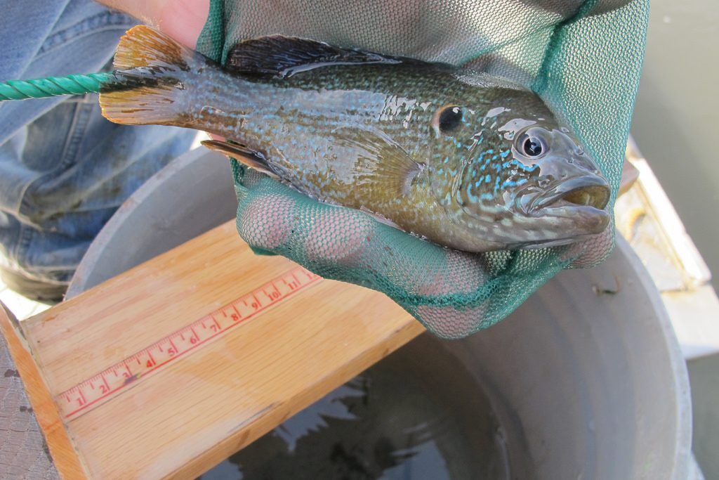 Green Sunfish