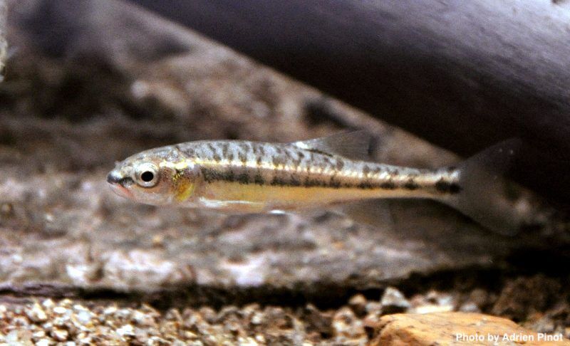 European Minnow Phoxinus phoxinus