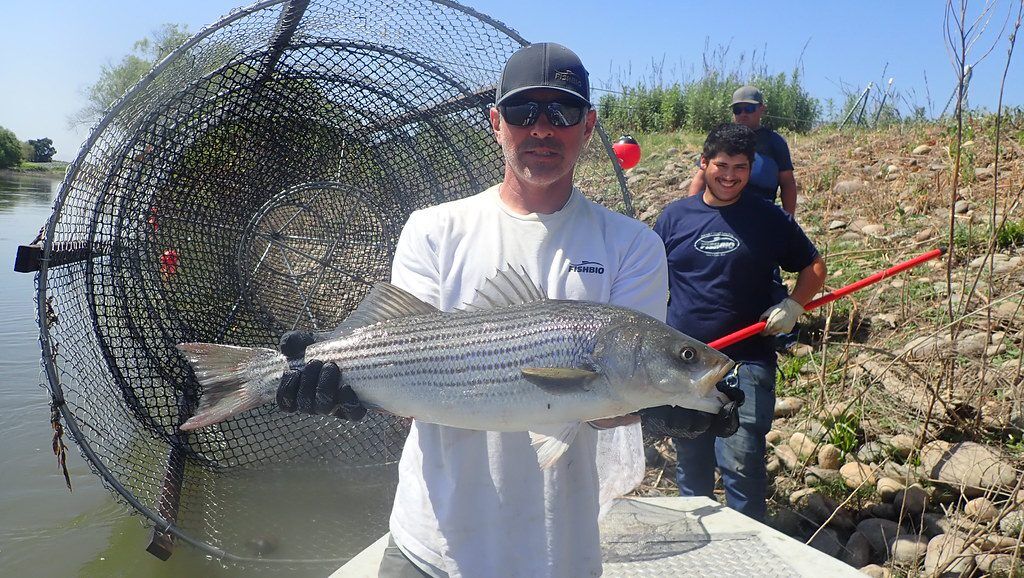 Large Striped Bass