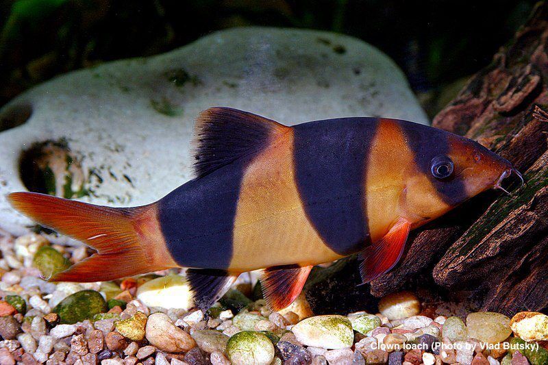 Clown loach