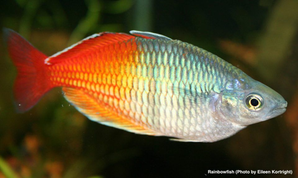 Rainbowfish