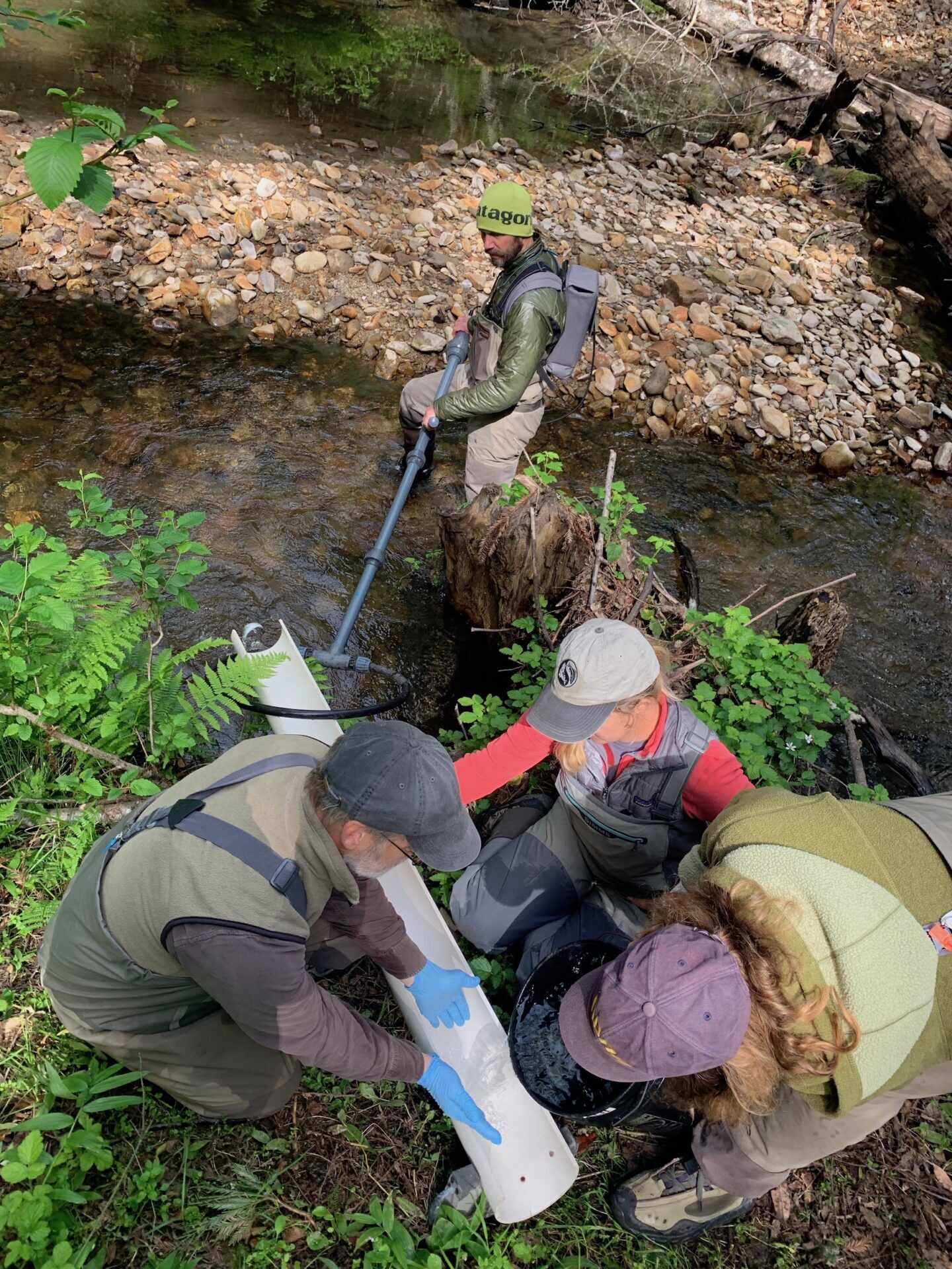 Scotts Creek coho release team