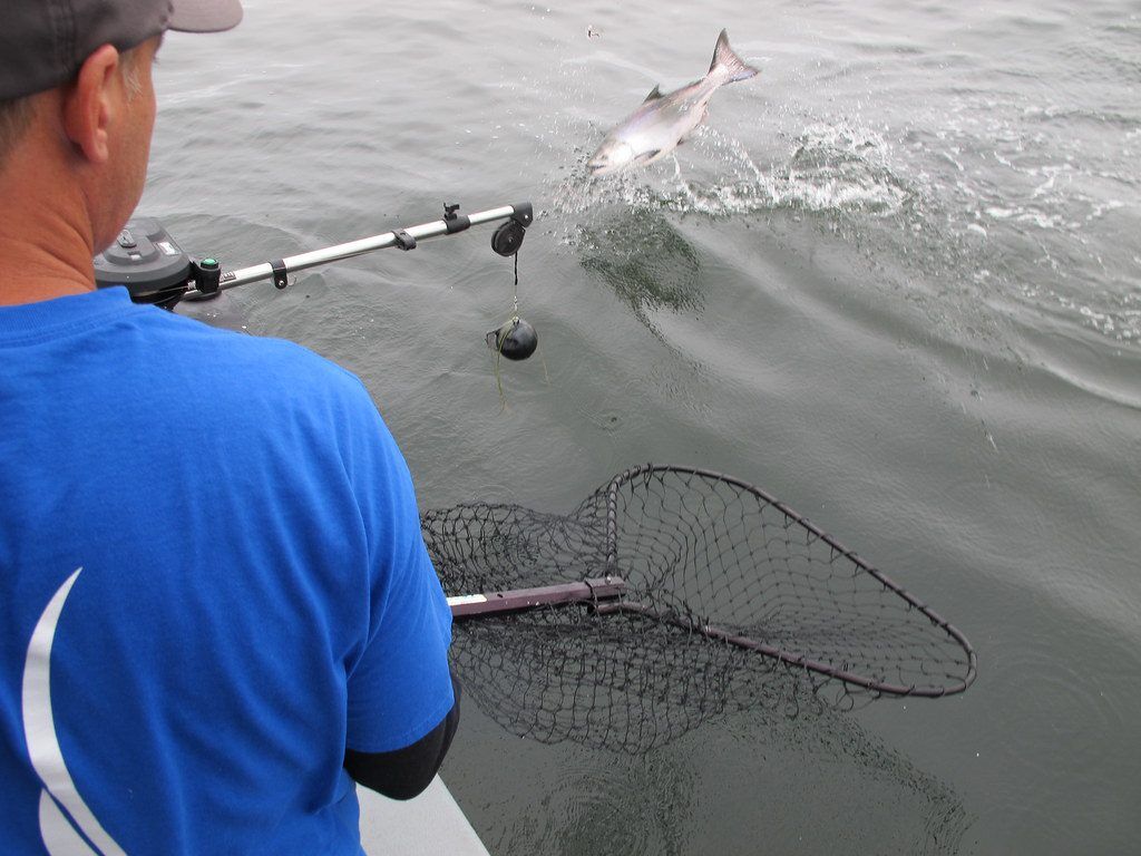 Chinook Fishing