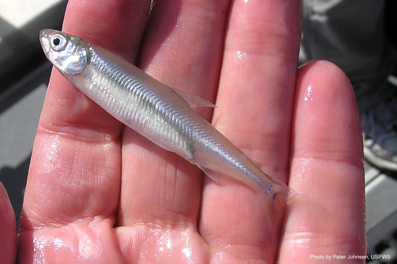 Delta Smelt