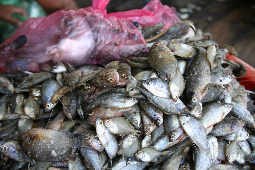 Tonle Sap Lake Sampling