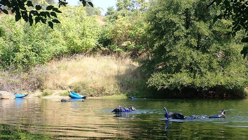 Snorkel Surveys