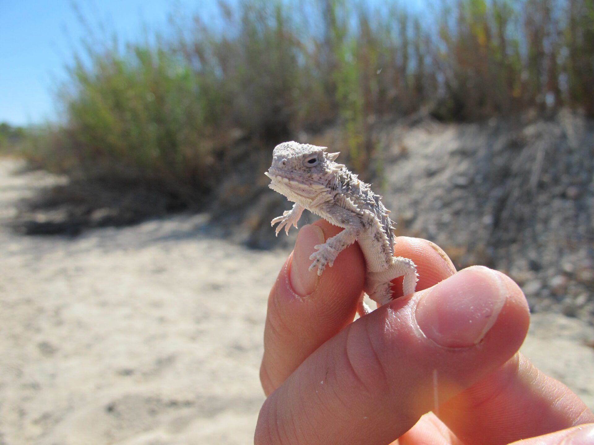 Holding a horned lizard