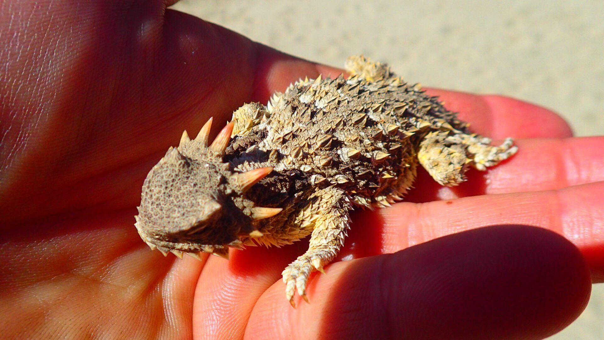 Horned Lizard