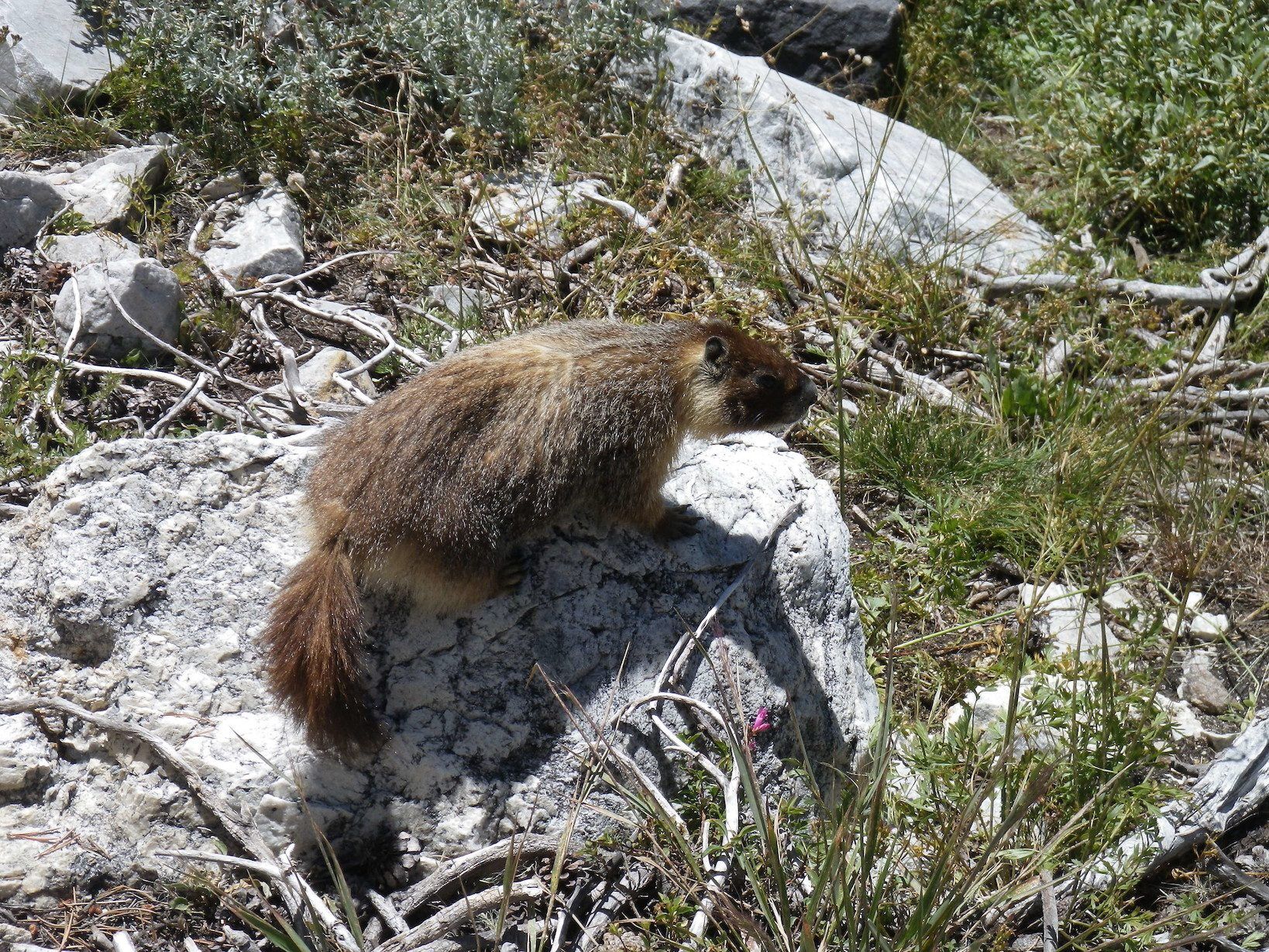 Yellow bellied marmot