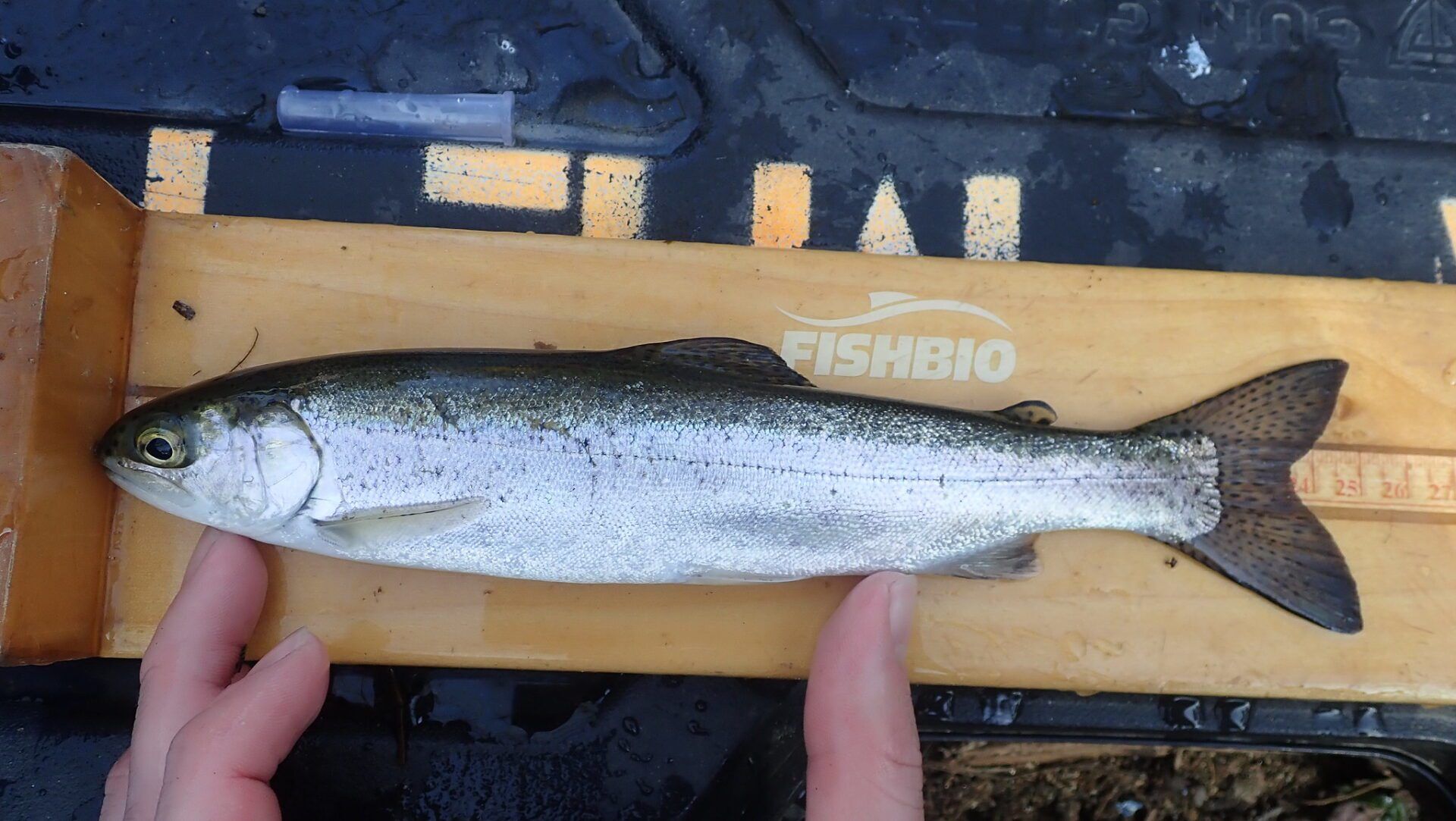 FISHBIO steelhead